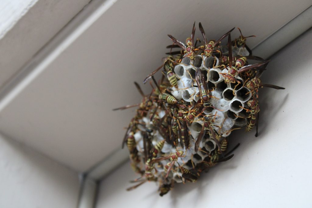 Wasp Control Melbourne