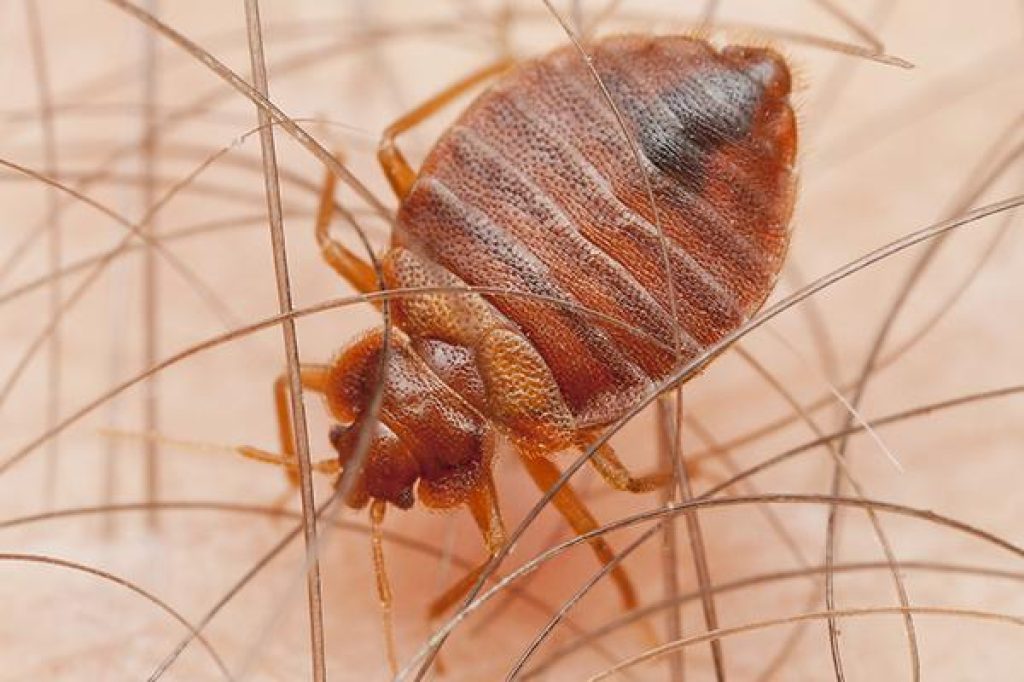 Bed Bugs Control.jpg