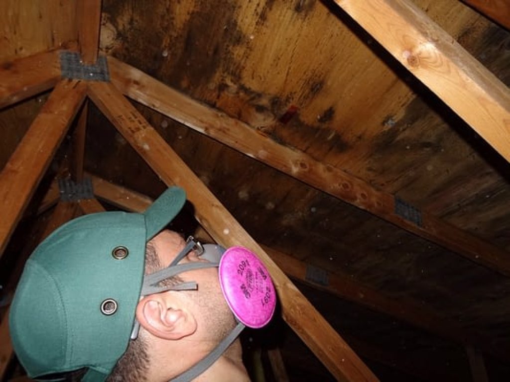 Absolute Mold Remediation Ltd. IMG_1881.jpg