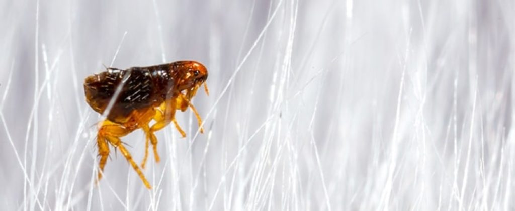 Flea Images.jpg