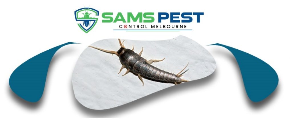 Sams Silverfish Control Melbourne (10).jpg