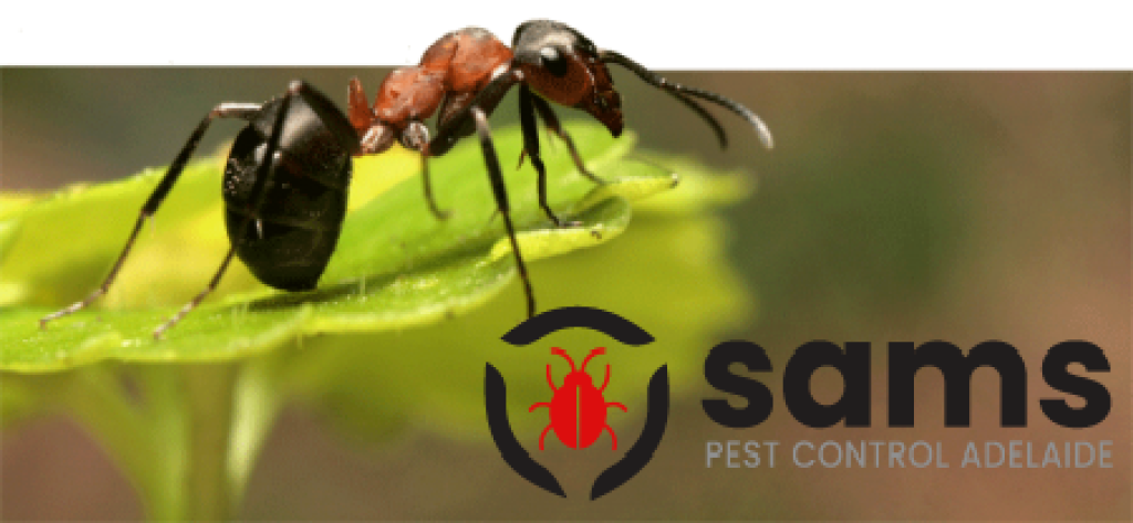 Sams Ant Pest Control Adelaide (1).png