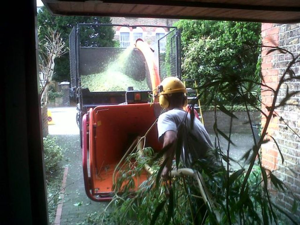 Tree Removal