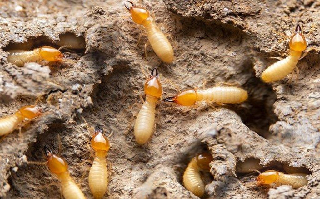 madco-termite-control-pest.jpg