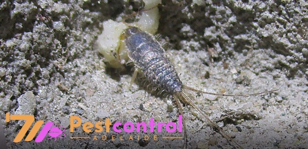 Silverfish Control Service Adelaide (8).jpg