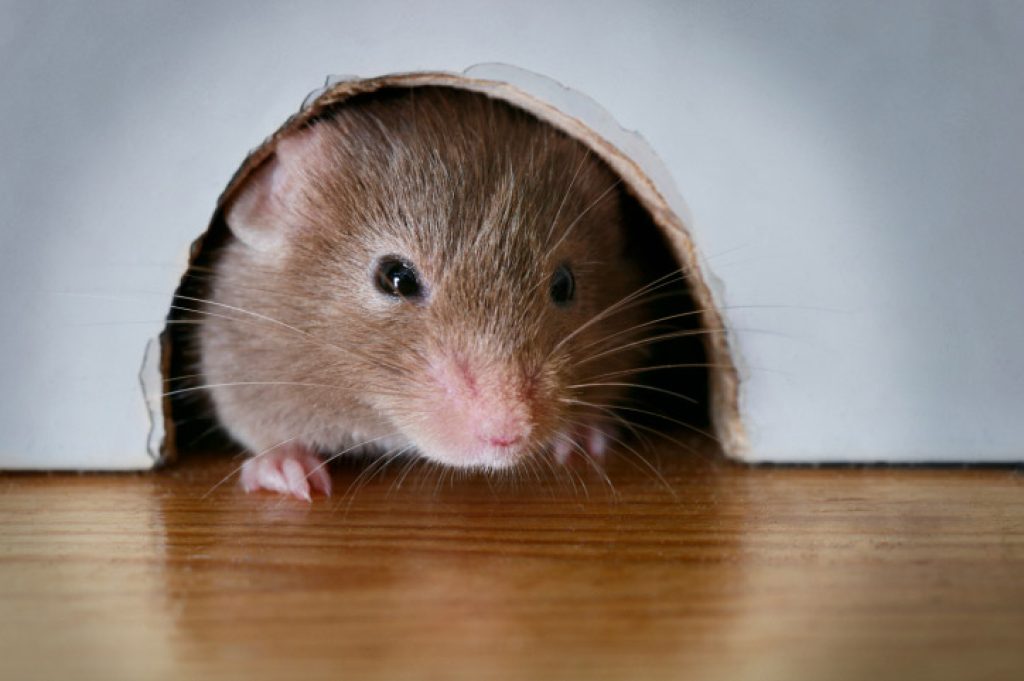 Sams Pest Control Sydney (3).jpg