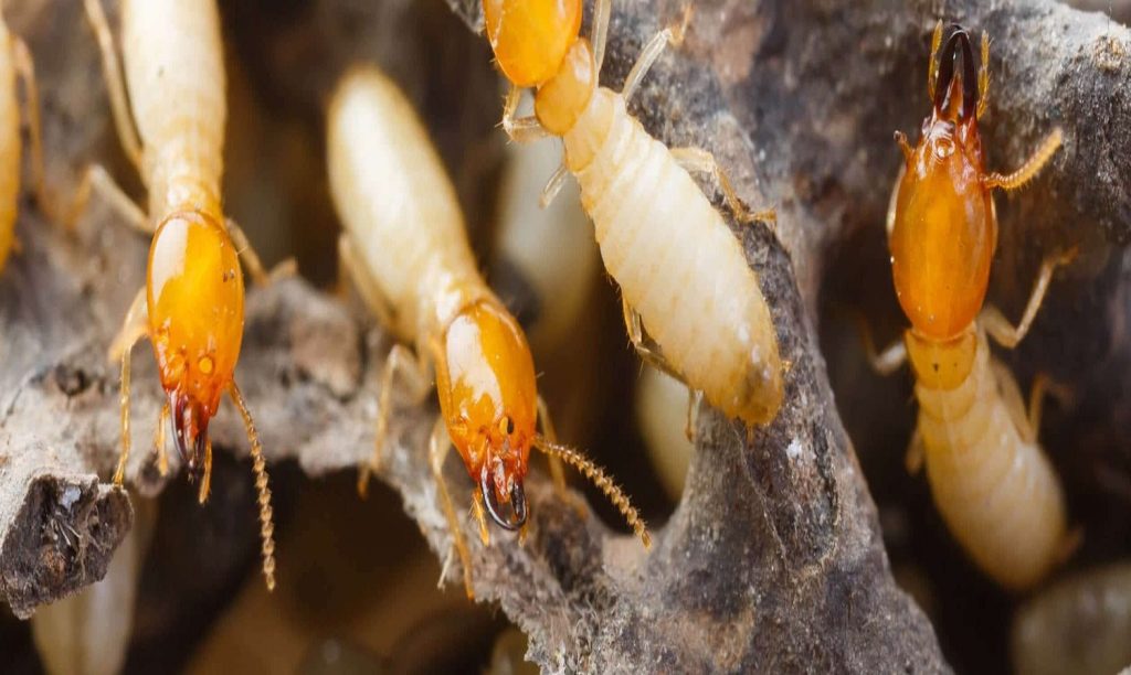 TERMITE-banner2.jpg