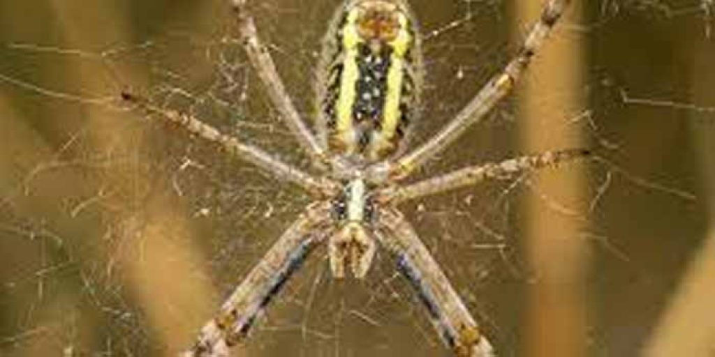 Spider Control Newtown.jpg