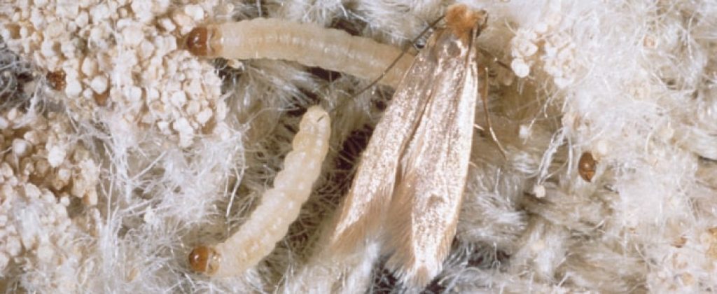 carpet-moths-control-brisbane.jpg
