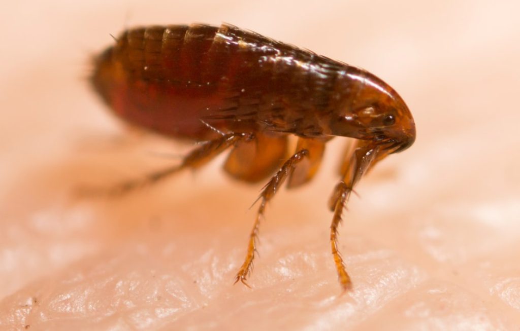 Flea pest control.jpg