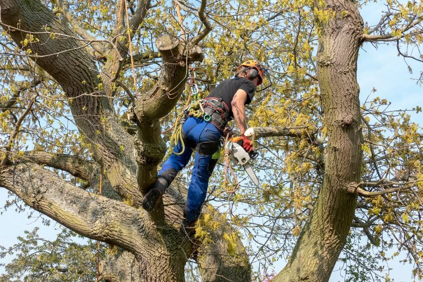 WC Tree Care LTD 1.jpg