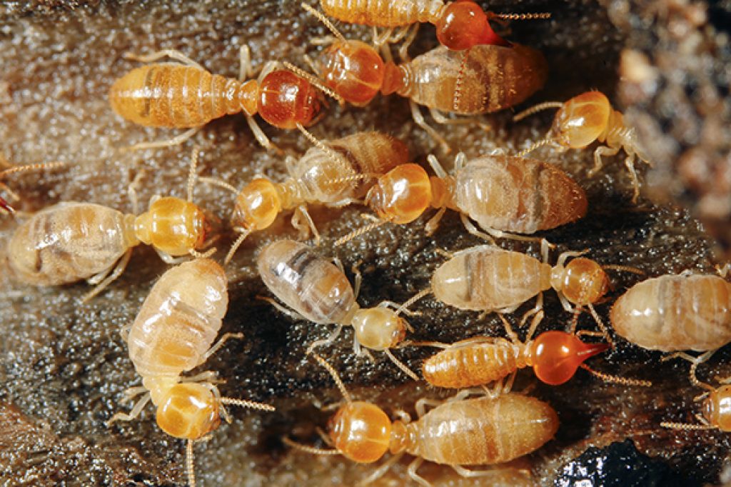 termite control36.jpg