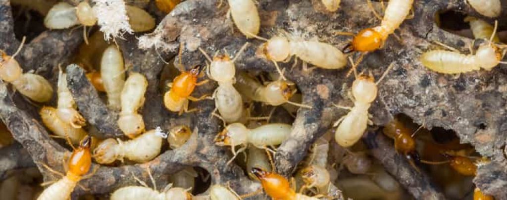 termite-control-sydney.jpg