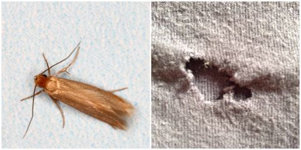 clothes-moth-damage-1529918125.jpg