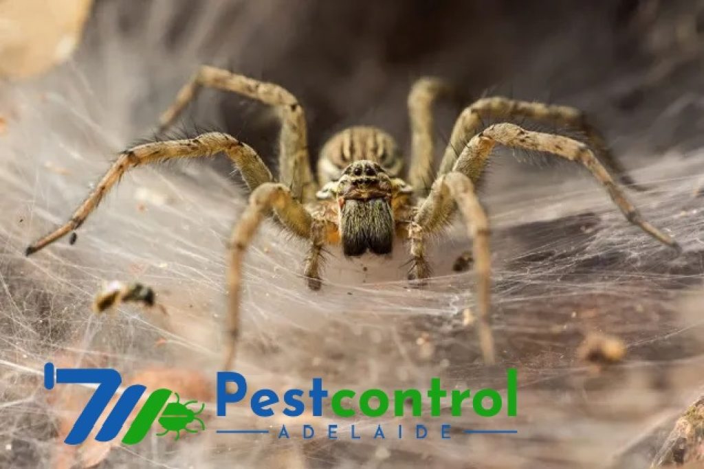 Spider Control Service Adelaide (4).jpg