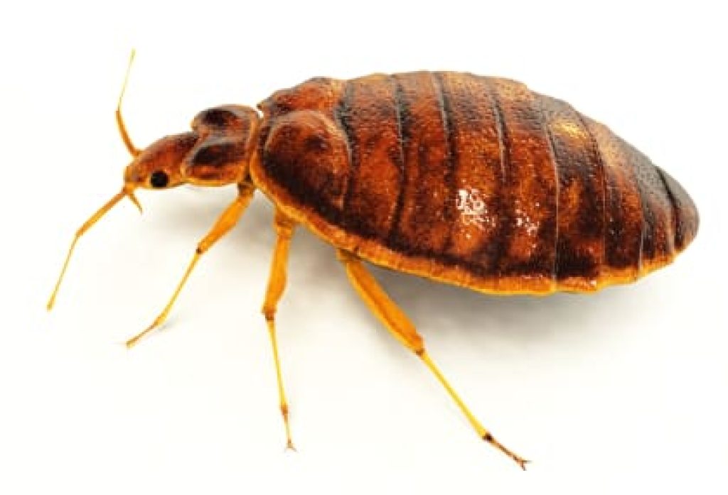 Pest Control.jpg