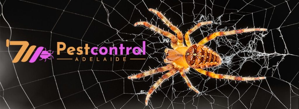 Spider Control Service Adelaide (8).jpg