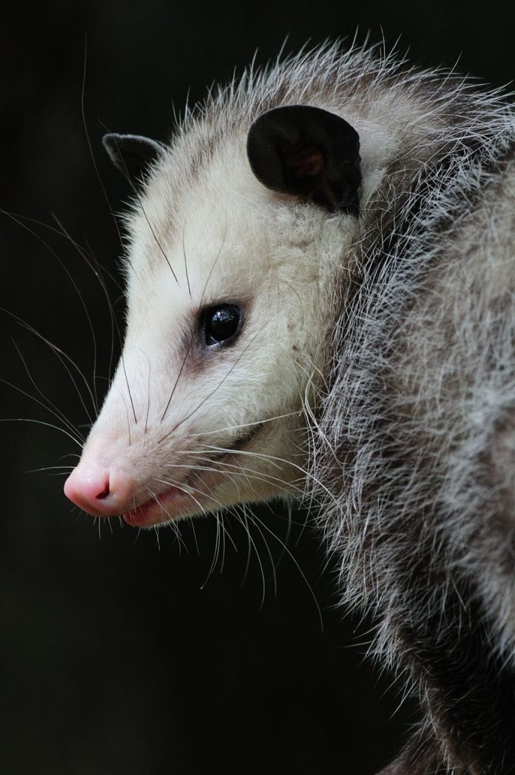 Possum Removal....jpg