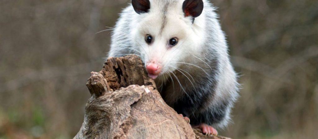 opossum-okfrqfbcpa2012vekcbl0599du7rzwf8cbdwgdu360.jpg