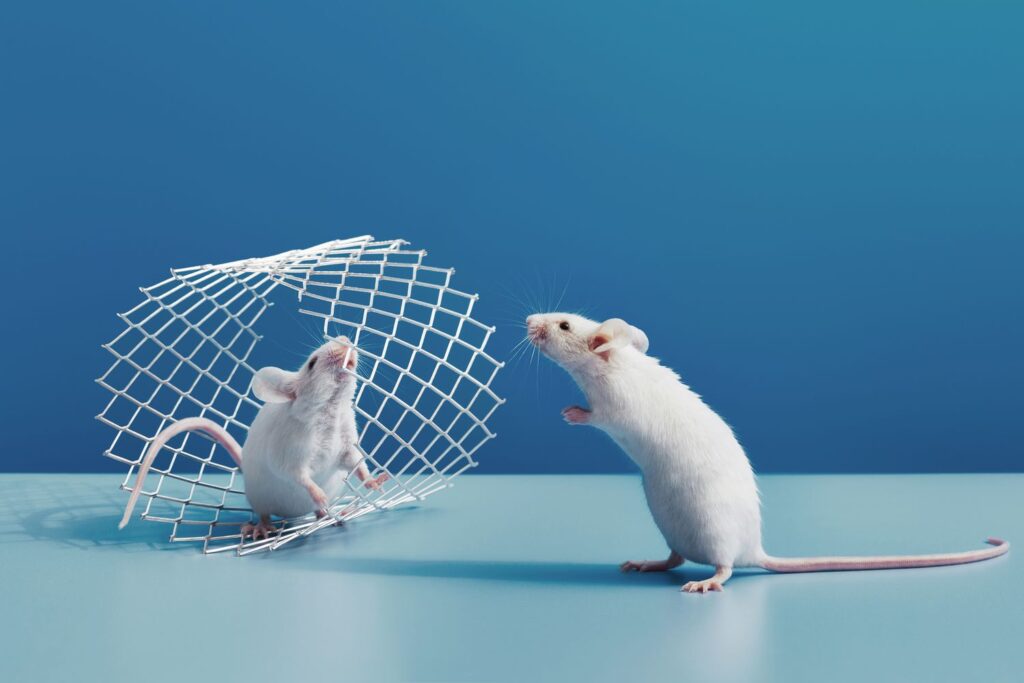 get-rid-of-mice-GettyImages-1550936829-7f00fdca7db6431b8a68096c152c4237.jpg