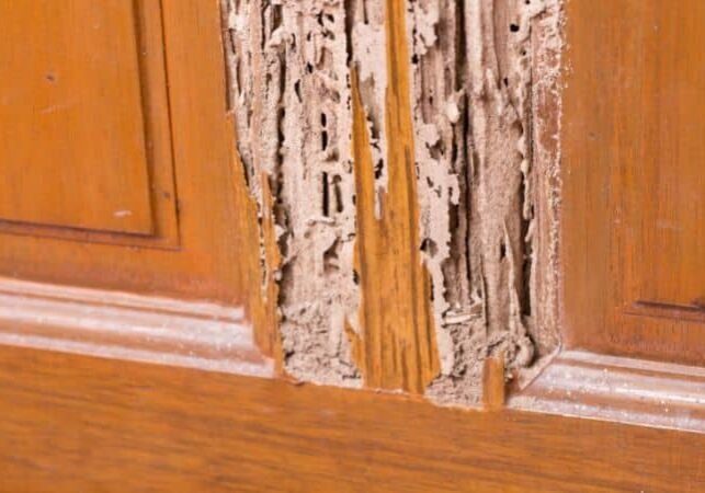 imgi_4_Termite-Treatment-landscape-6ee78d16f9045403a986dc81793c1d69-pin4wkcx2jd3.jpeg