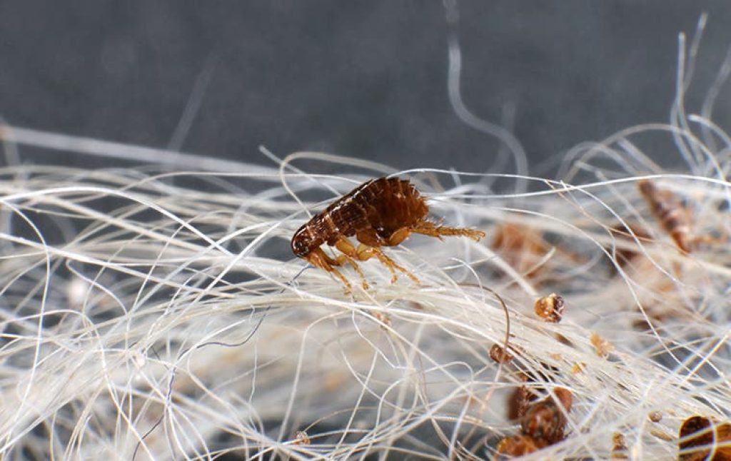flea-on-white-dog-fur.jpg
