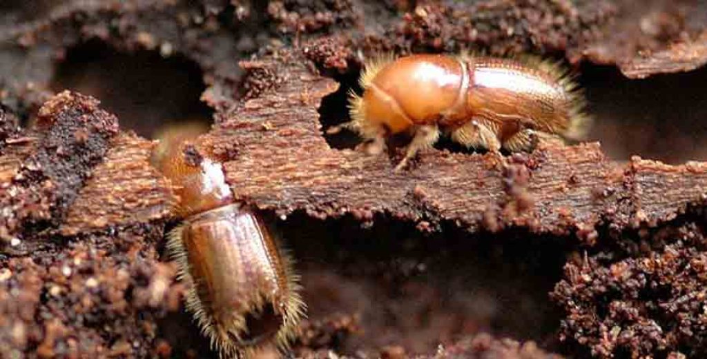 timber_borers.jpg