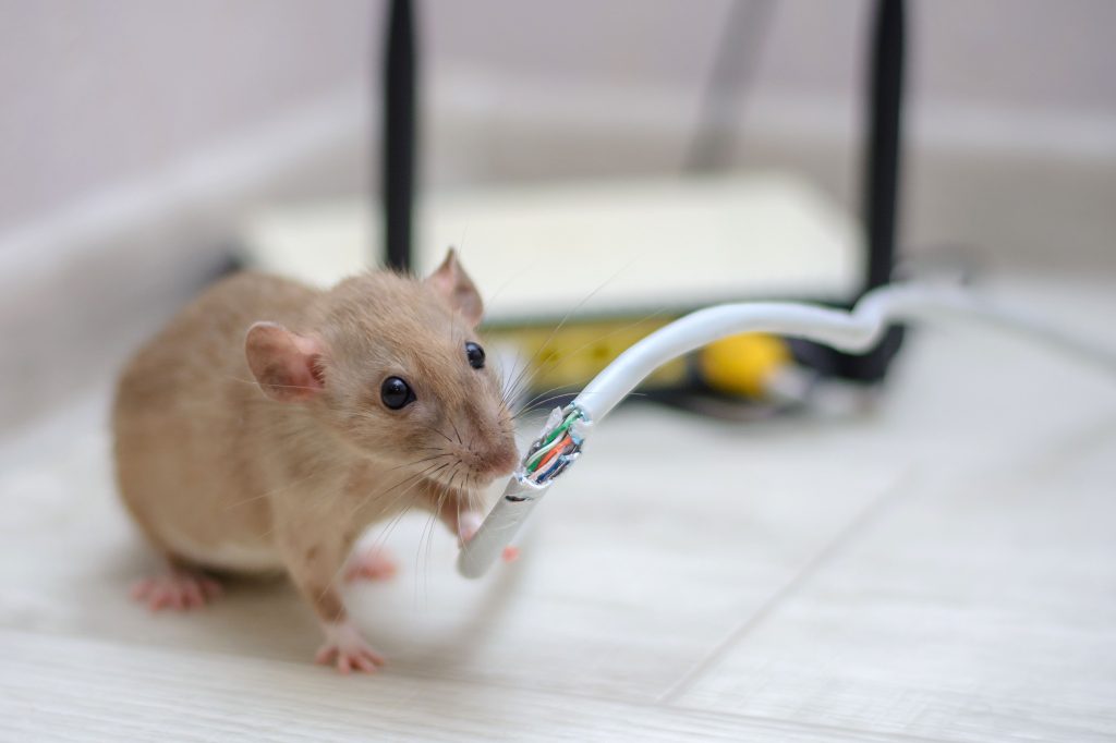 mouse-chewing.jpg