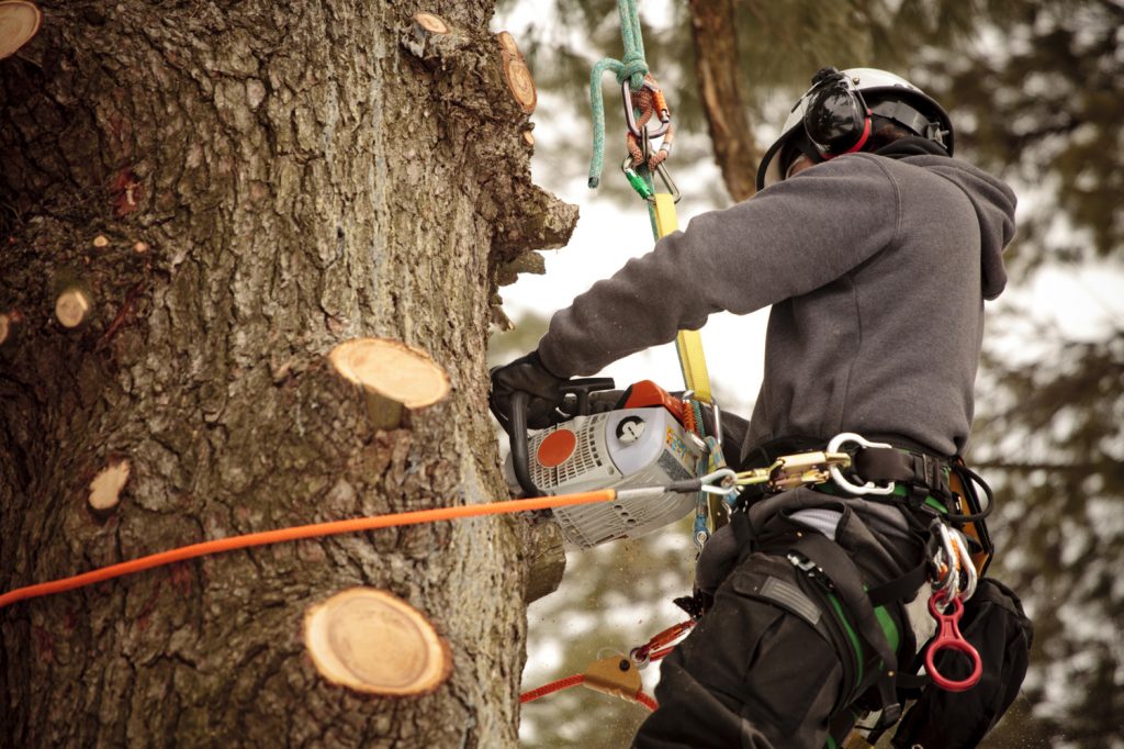TREE-POLLARDING.jpg