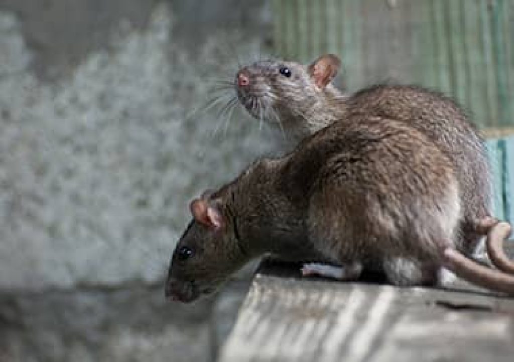 rodents (2).jpg