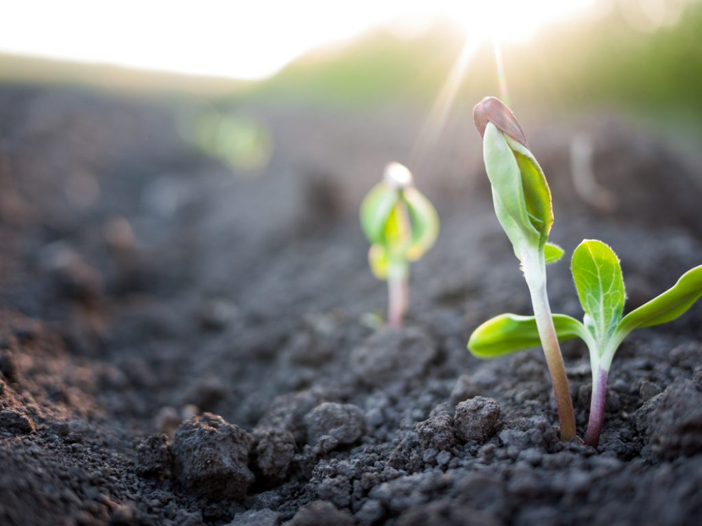 landscaping company in Clermont - Highland Grove Landscaping & Farm.jpg