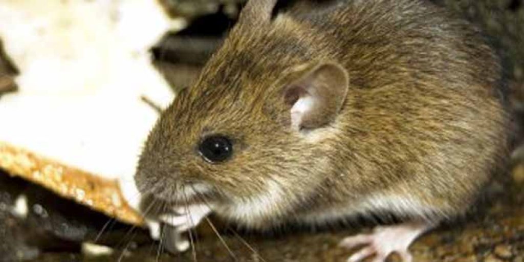 Rodent Control Newtown.jpg