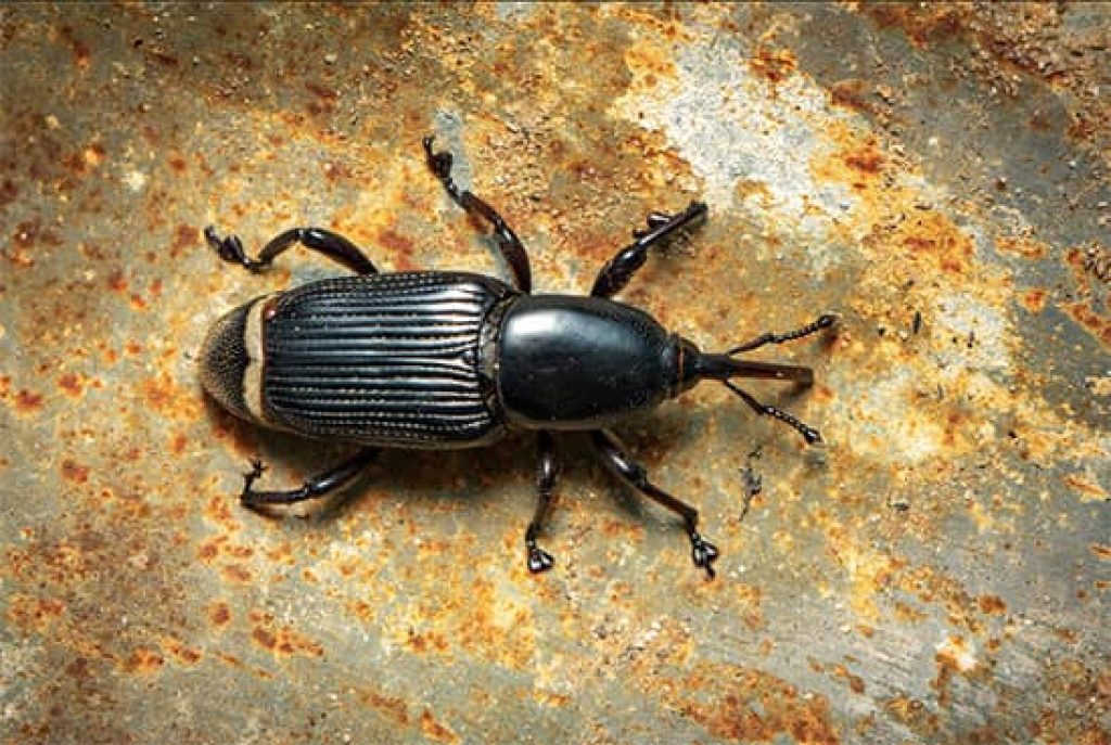Borer-Control-Melbourne (1).jpg