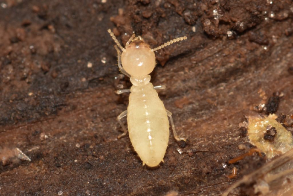 formosan-termite-worker-2.jpg