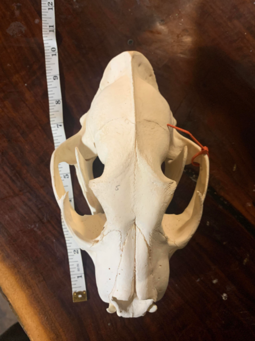 animal leopard skulls.png