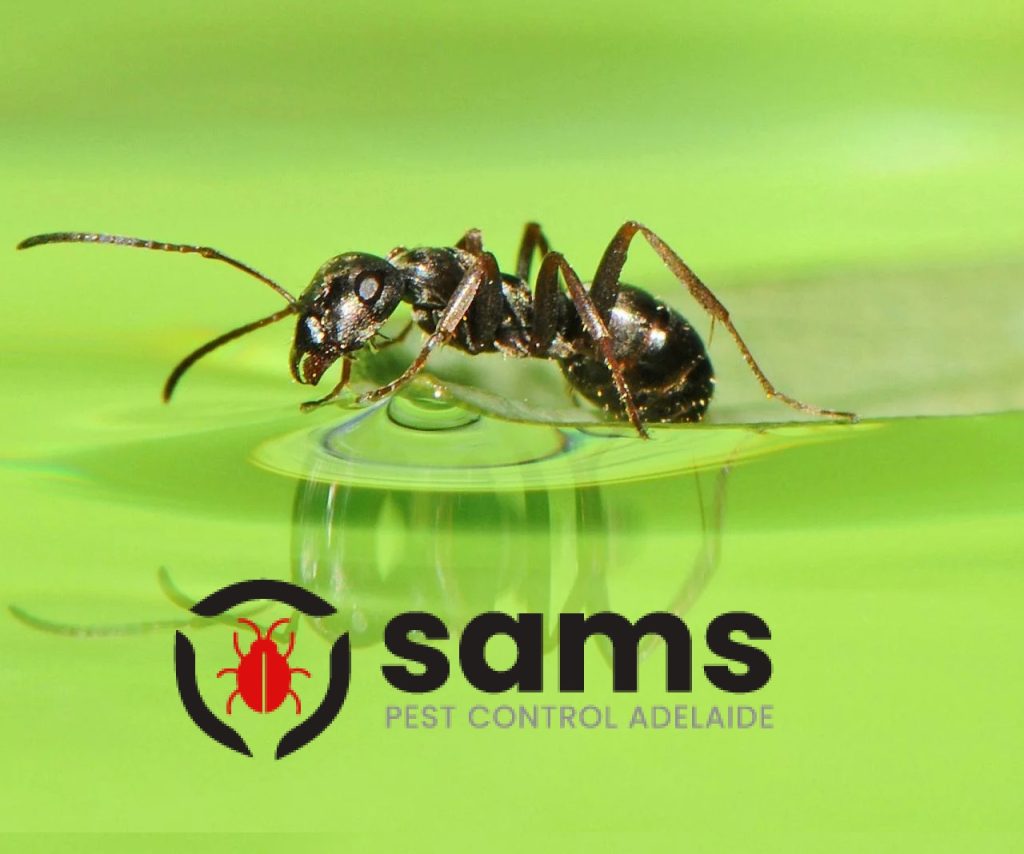 Sams Ant Pest Control Adelaide (3).jpg