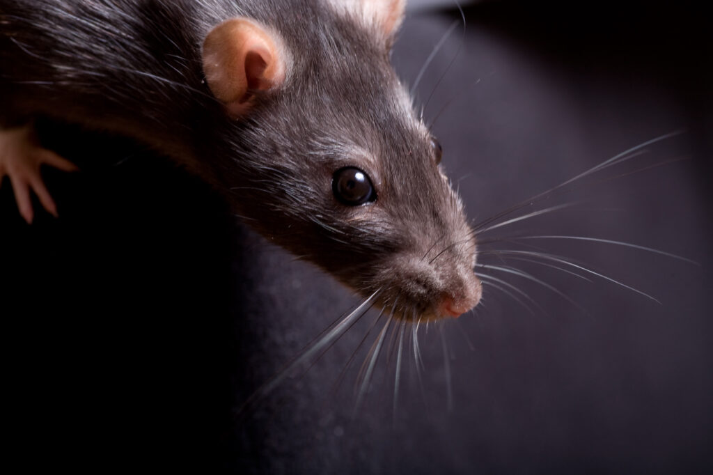 Pest-Control-Near-Fort-Worth-TX.jpeg