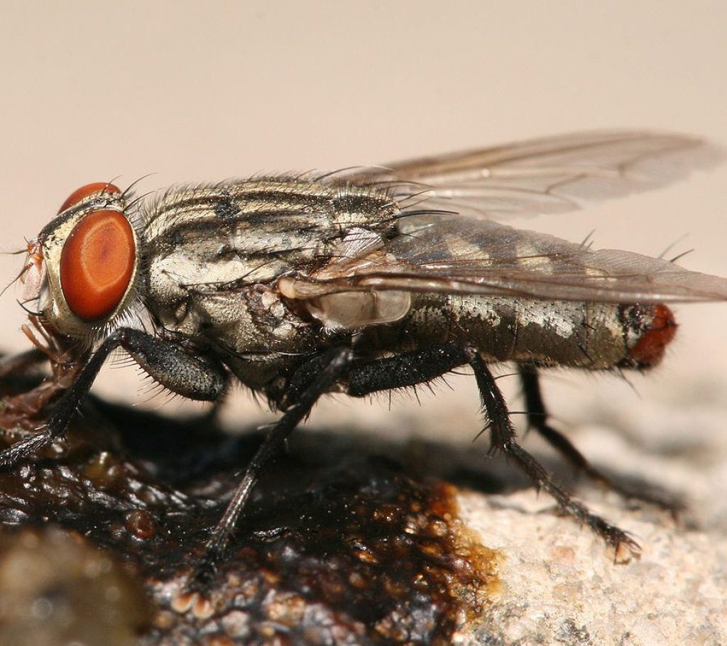 fly-pest-1.jpg
