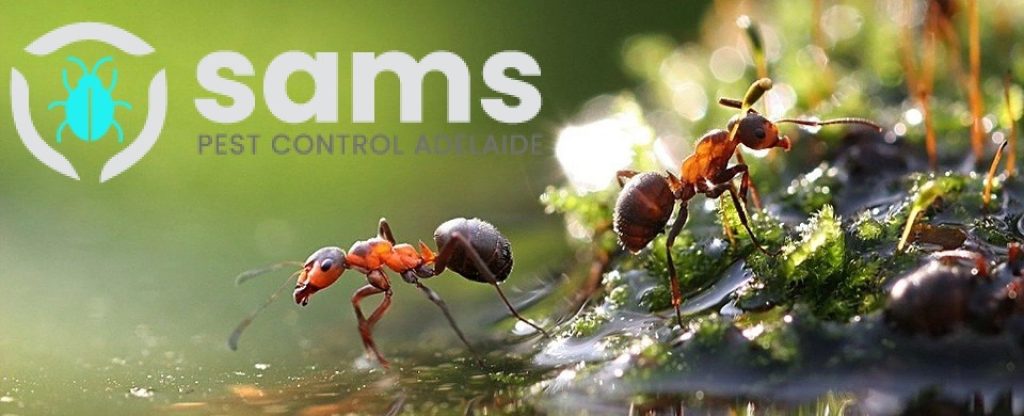 Sams Ant Pest Control Adelaide (2).jpg