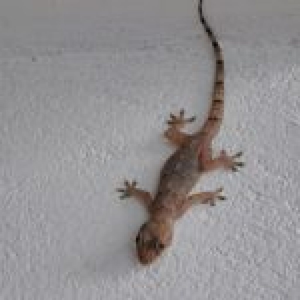 lizard-Pest-Control-Service-Brisbane-150x150.jpg