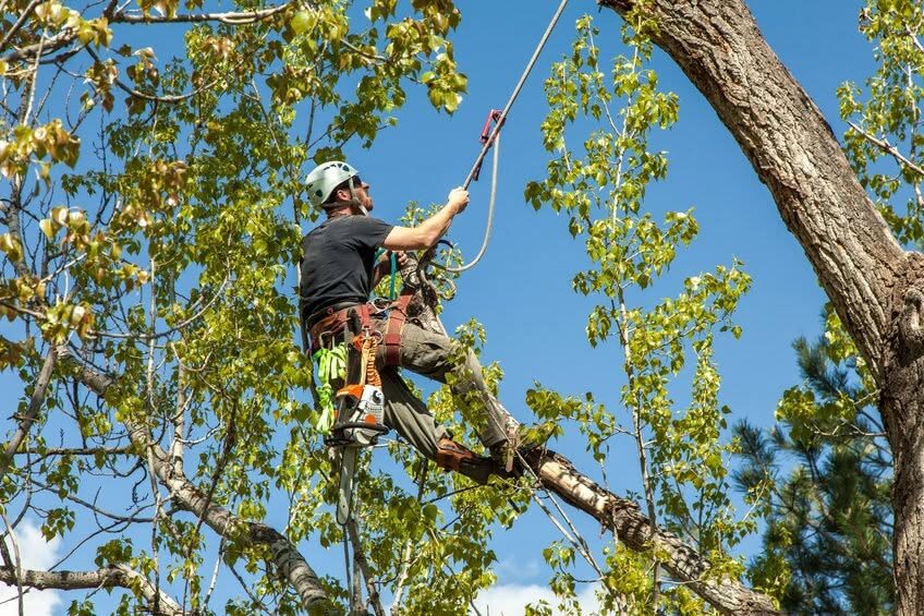 WC Tree Care LTD 3.jpg