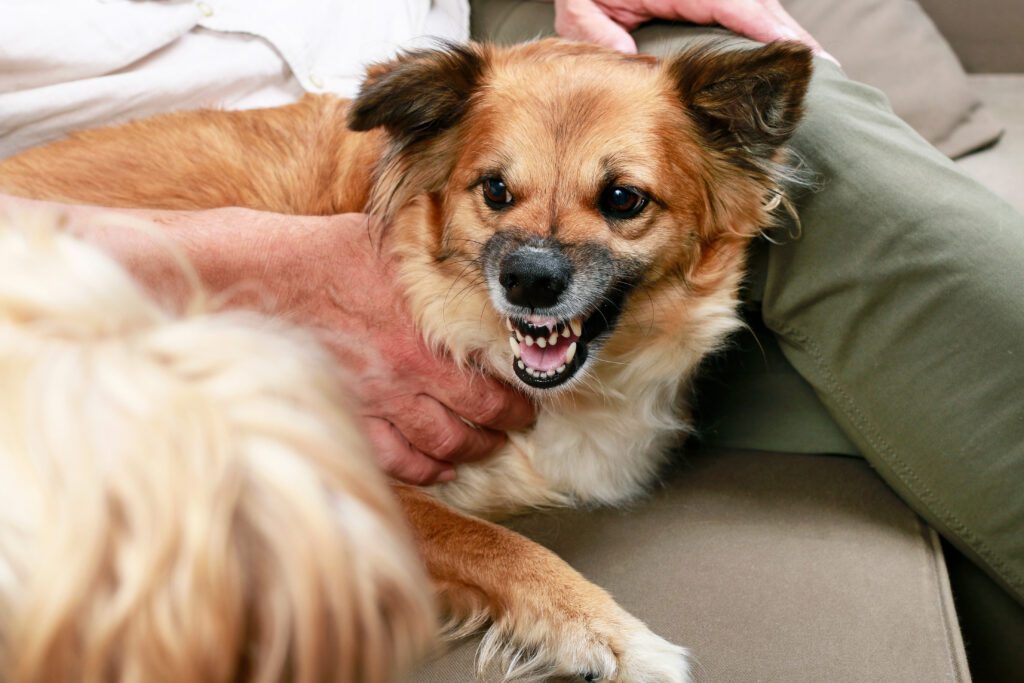 Healing Paws Animal Hospital
