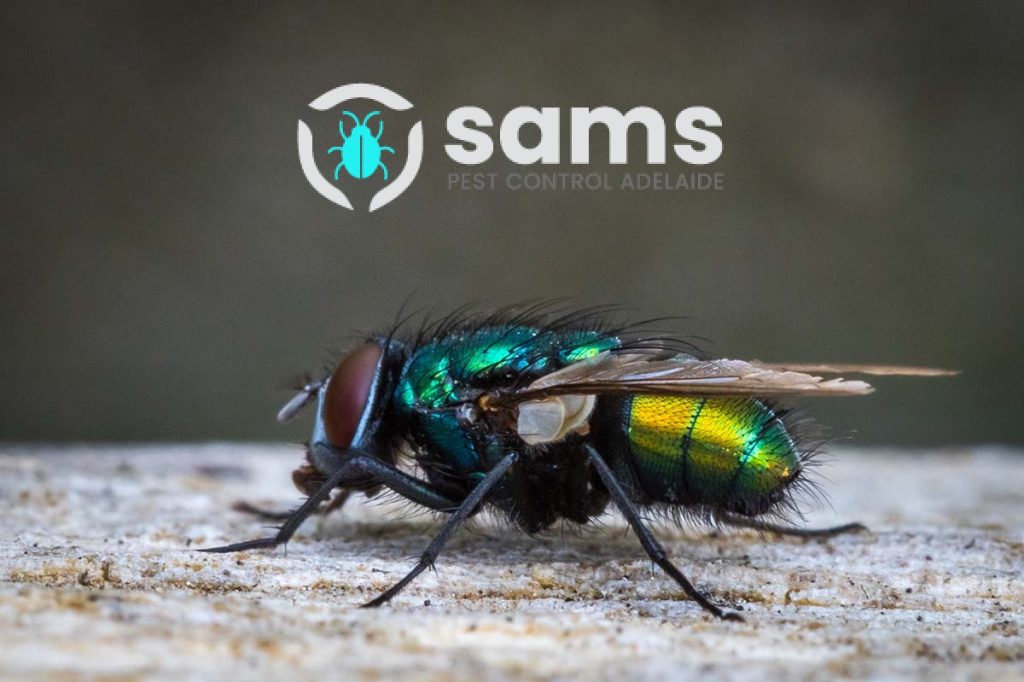 Sams Flies Control Adelaide (8).jpg