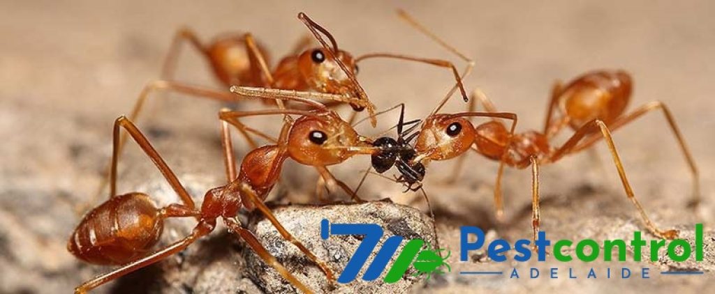 Ant Control Service Adelaide (7).jpg