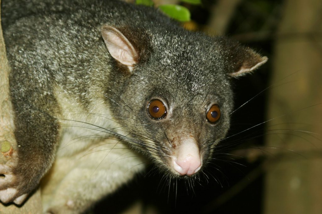 Possum_CraigHill_123RFLtd884606.jpg