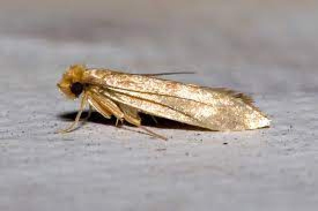 moth.jpg