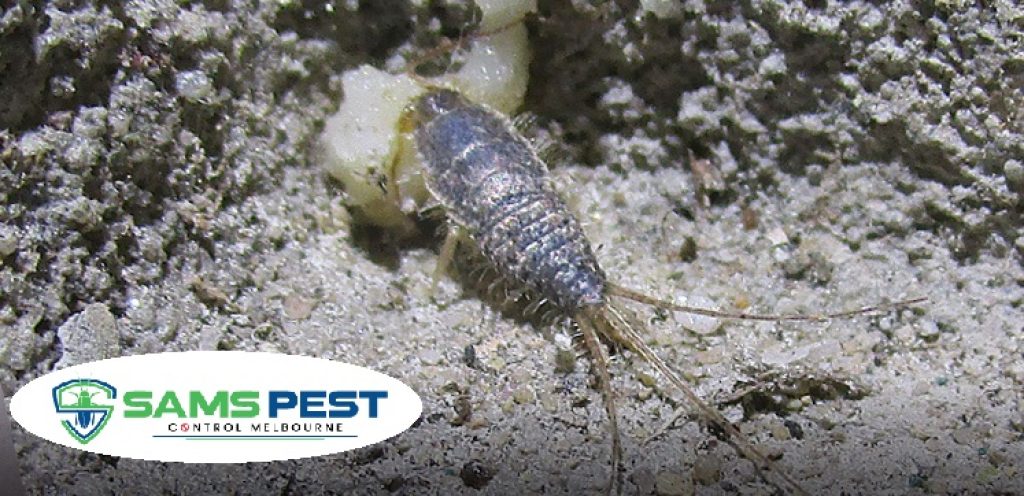 Sams Silverfish Control Melbourne (9).jpg