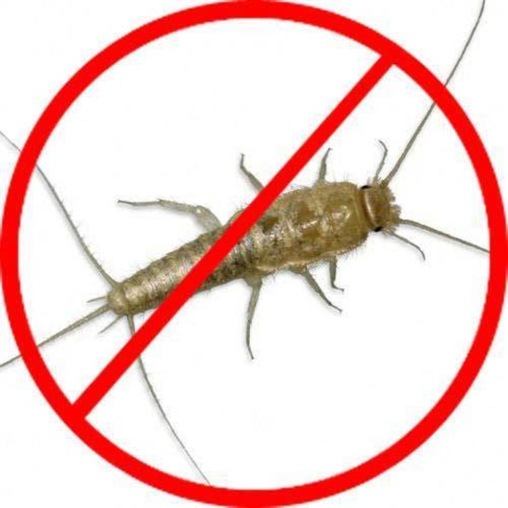 silverfish-control-service-500x500.jpg