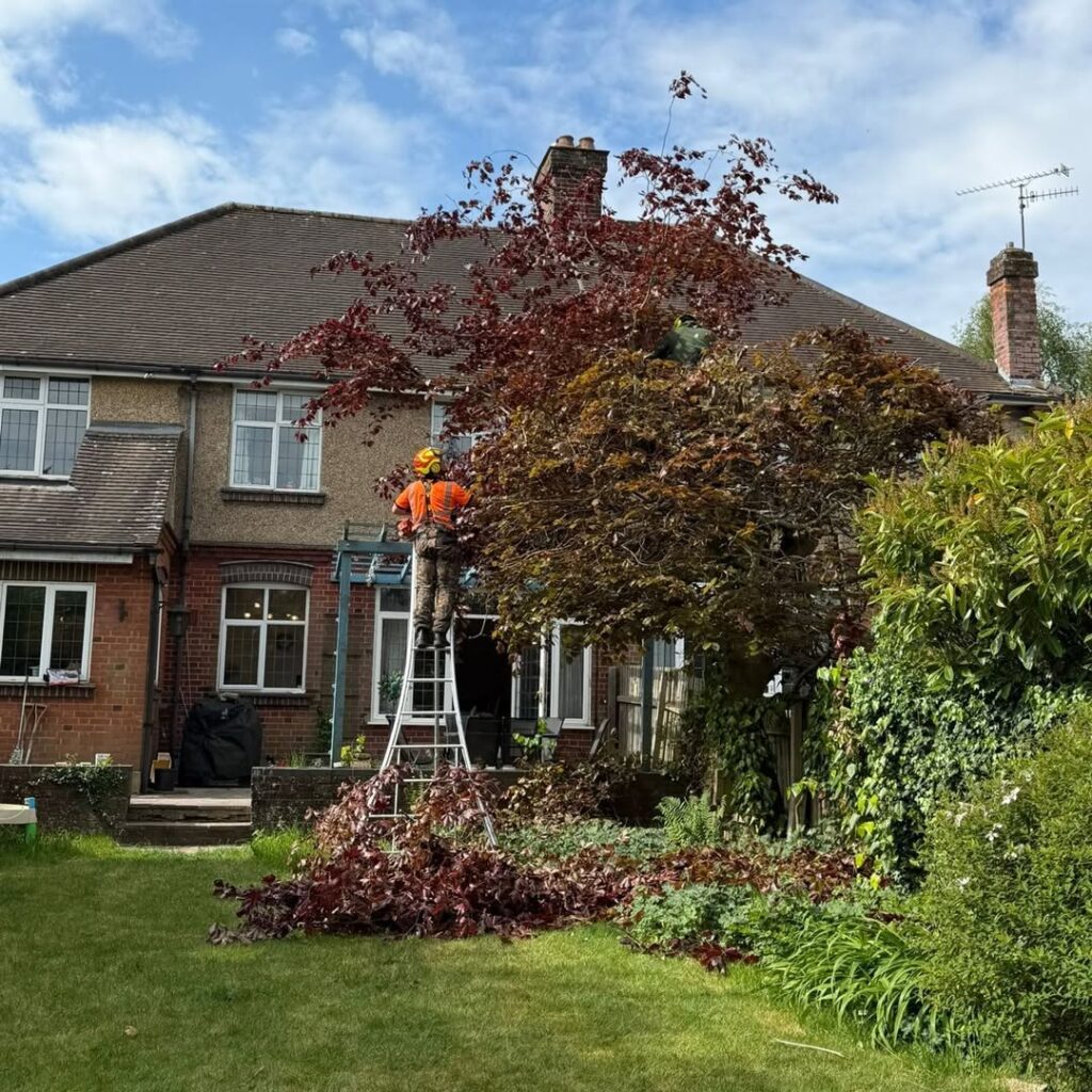 WC Tree Care LTD 2.jpg
