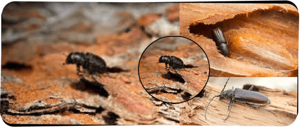 Sams Borer Control Melbourne (1).png